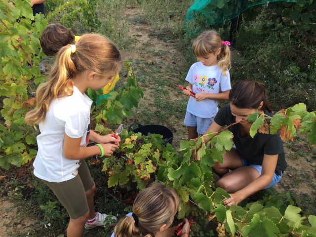 NENS VINYES NENS VINYES