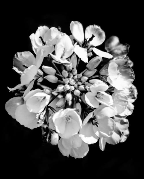 2nguanyador 2nguanyador