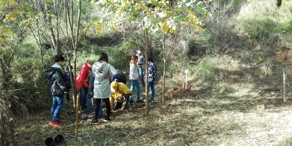 Bosc de les escoles