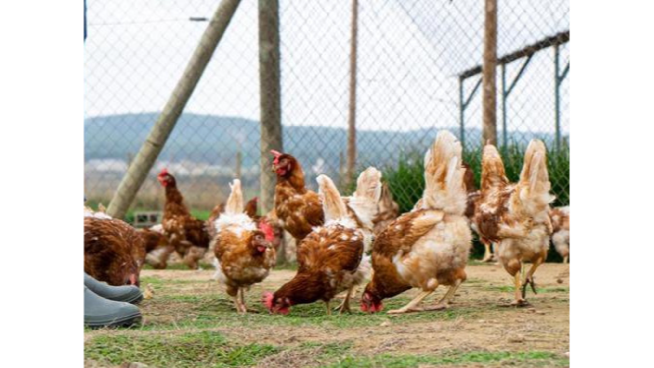 Grip Aviaria Grip Aviaria