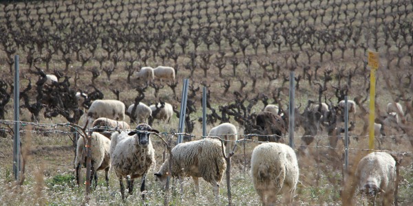 vinya i ovelles